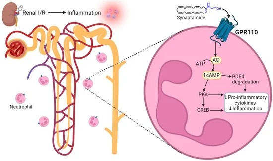 Возможный механизм противовоспалительного действия синаптамида при ишемии почки