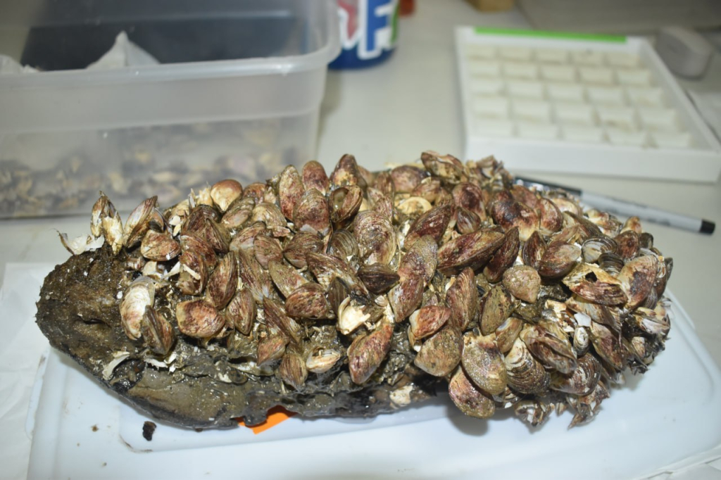 Источник: ННЦМБ ДВО РАН