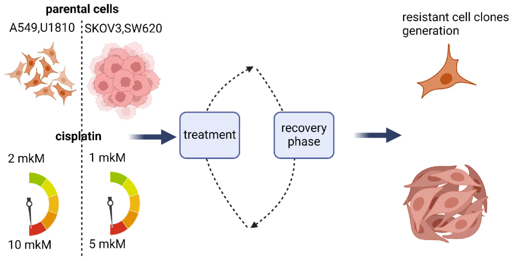 Схема создания устойчивых к химиотерапии линий раковых клеток
