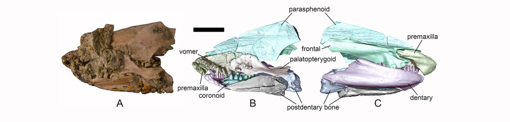 Фрагмент черепа Mioproteus wezei Estes, 1984 в породе из верхнего плиоцена местонахождения Белореченск (Краснодарский край) (А) и его 3D-реконструкция (B, C). Масштаб 5 мм