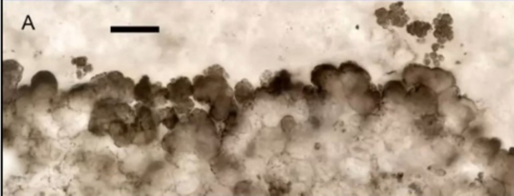 Одни из первых «жителей» Земли. Микрофотография цианобактерий в породе возрастом 2 млрд лет