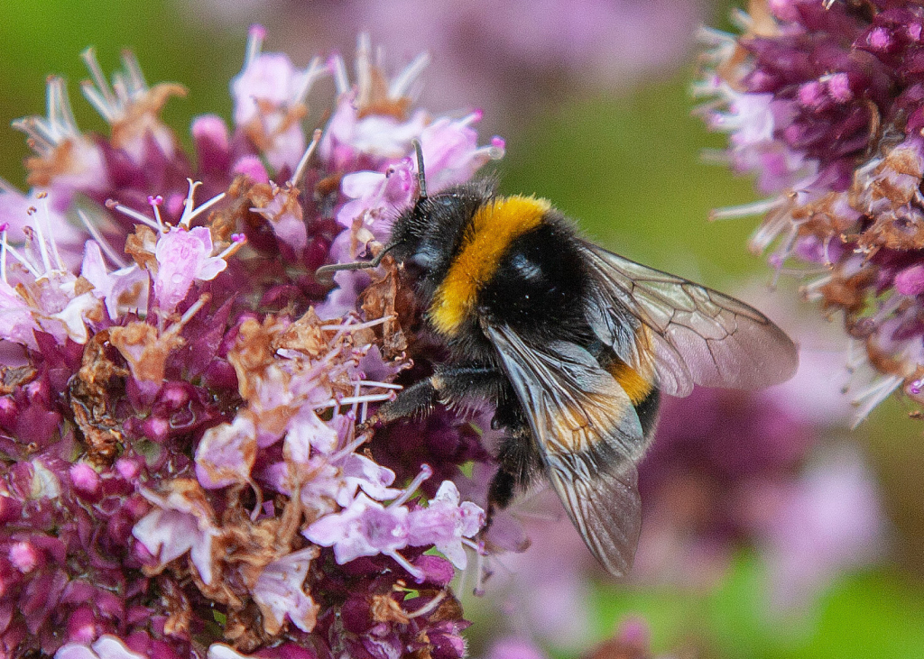 Bombus lucorum (норовой шмель)