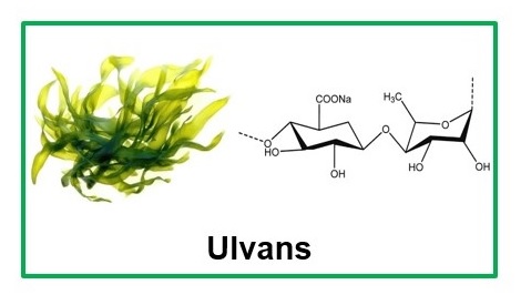  Полисахариды морских водорослей препятствуют метастазированию