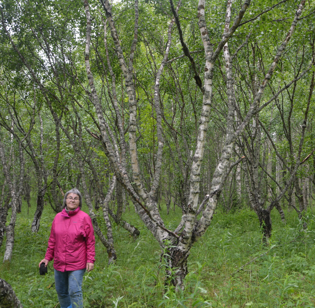 Главный научный сотрудник Института леса КарНЦ РАН Лидия Ветчинникова изучает карельскую березу уже пятьдесят лет