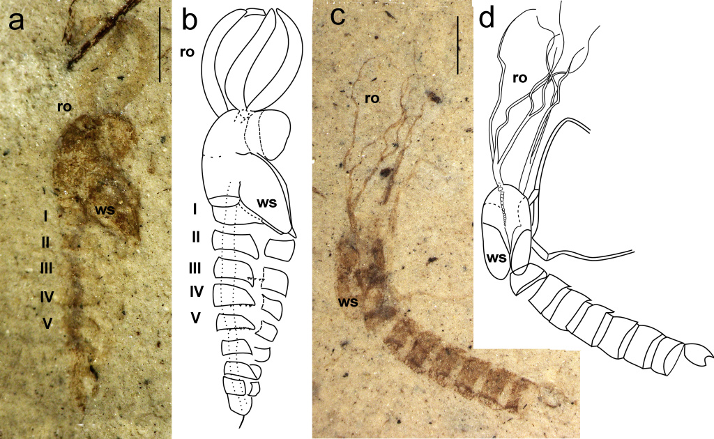 Куколки комаров Simulipupa curriei Lukashevich et Ansorge, 2025 (a, b) и Ramobuccina herrigi Lukashevich et Ansorge, 2025 (c, d); Германия, верхний триас (ro — торакальные рога). Масштабная линейка 1 мм