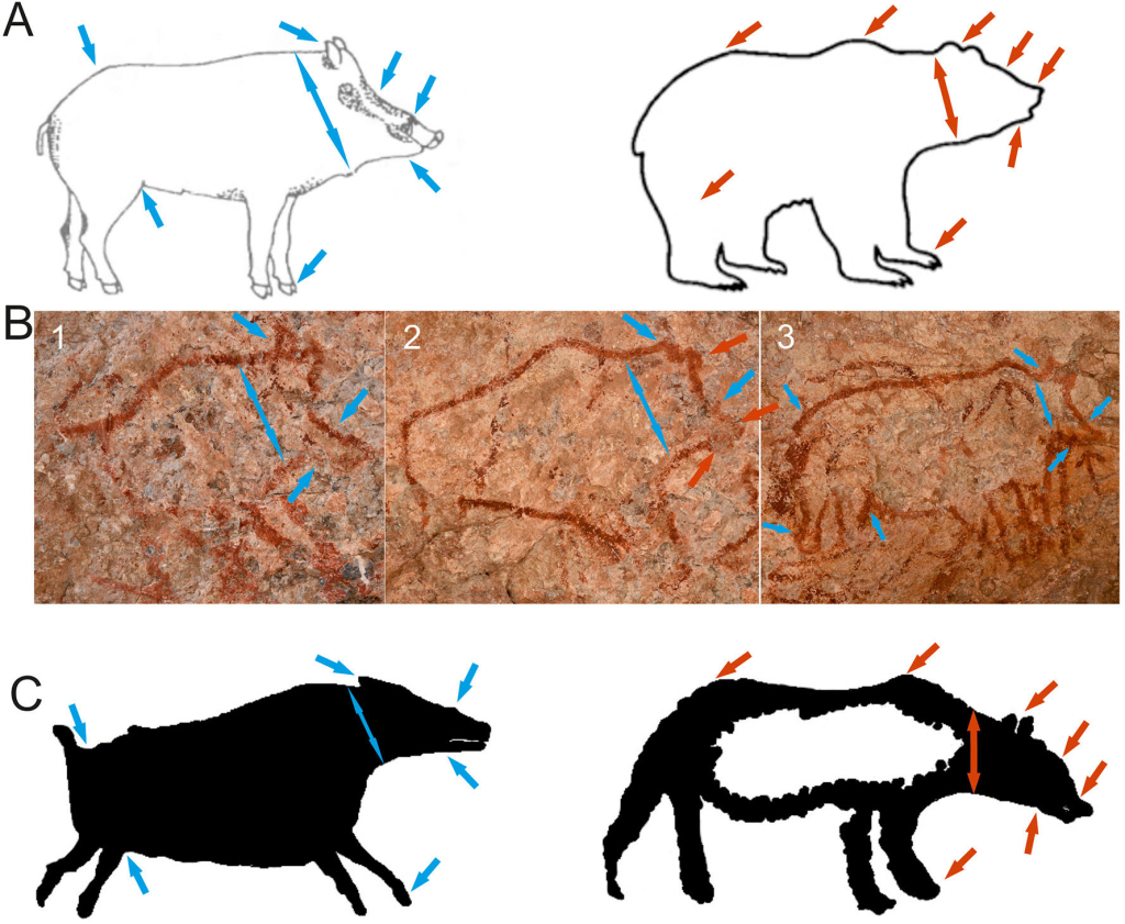 Сравнение очертаний тела и основных морфологических признаков кабана и медведя. Фото предоставлено исследователями.