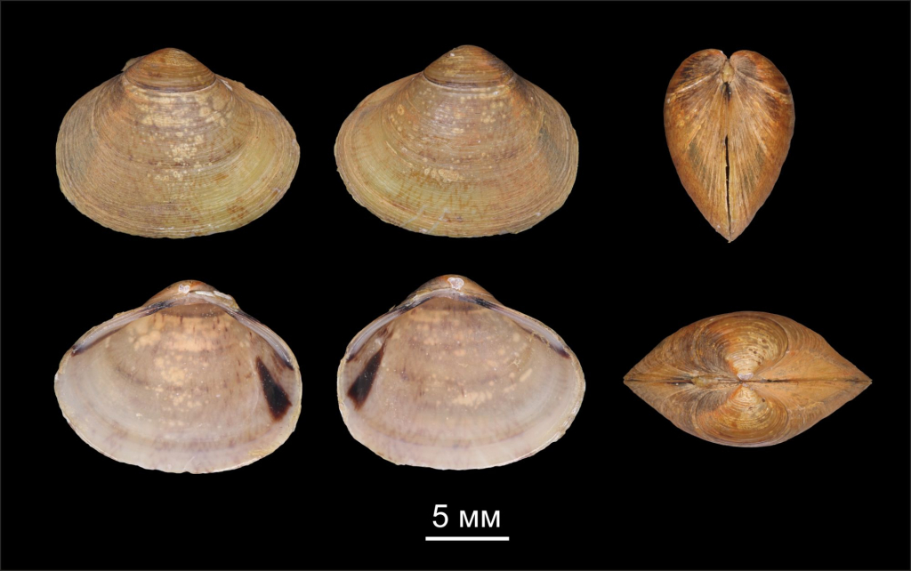 Corbicula bilini