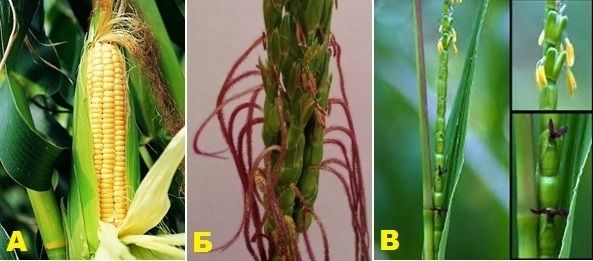 «Зетри»: самоклонирующийся гибрид кукурузы и гамаграсса