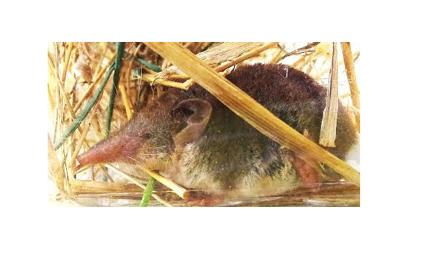 Проведён детальный анализ кариотипов белозубок