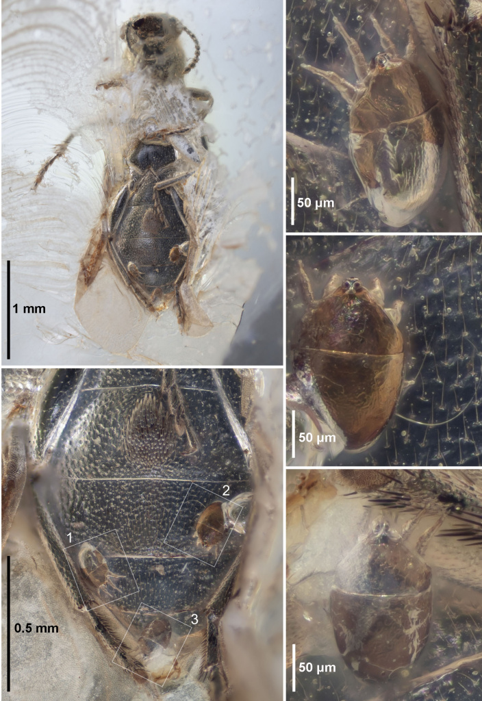 Клещи Congovidia glesoconomorphi на теле жука Glesoconomorphus ekaterinae (Telnov et al., 2021); ровенский янтарь, эоцен