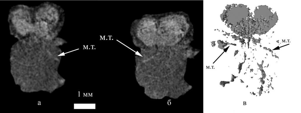 Виртуальные срезы (а, б) и трёхмерная модель макушечной части раковины брахиоподы Porostictia badura (в) с минерализованными мышечными тяжами ножки (м.т.); Северо-Восточный Казахстан; верхний девон, фаменский ярус
