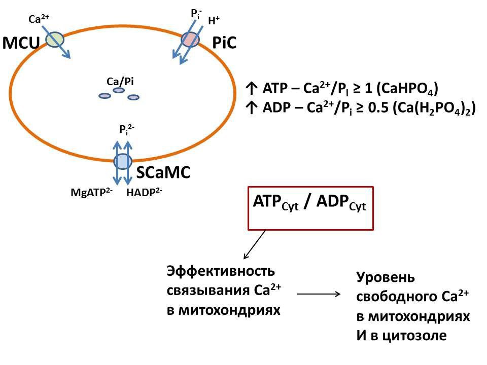 Возможный механизм регуляции соотношения связанных Са2+ и фосфата в митохондриях в присутствии АТФ и АДФ. Источник: ИТЭБ РАН