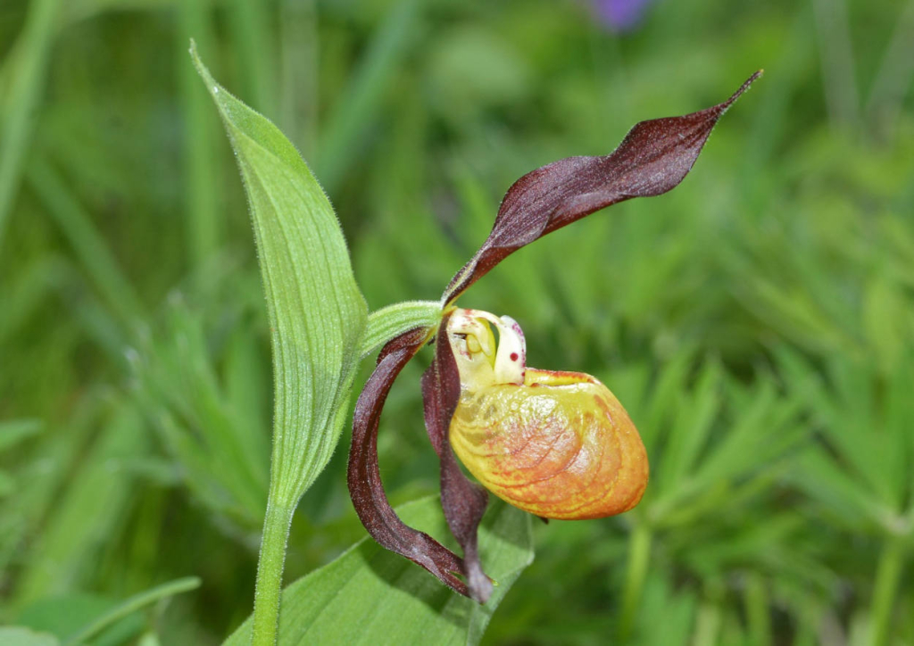 Орхидея. Венерин башмачок. Фото О. В. Корсуна.