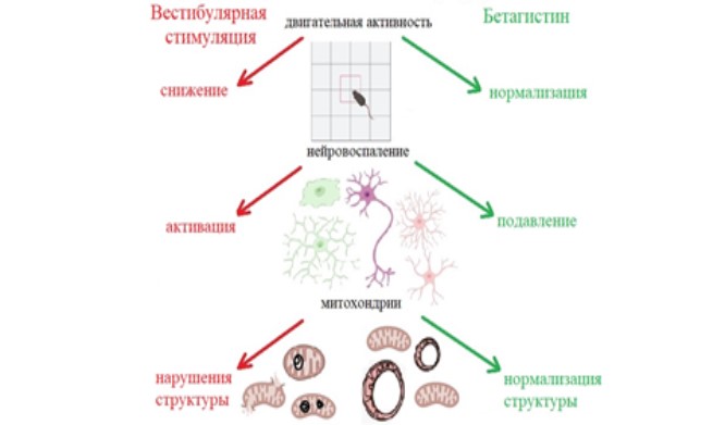 Открыто нейропротекторное свойство известного препарата от головокружений 