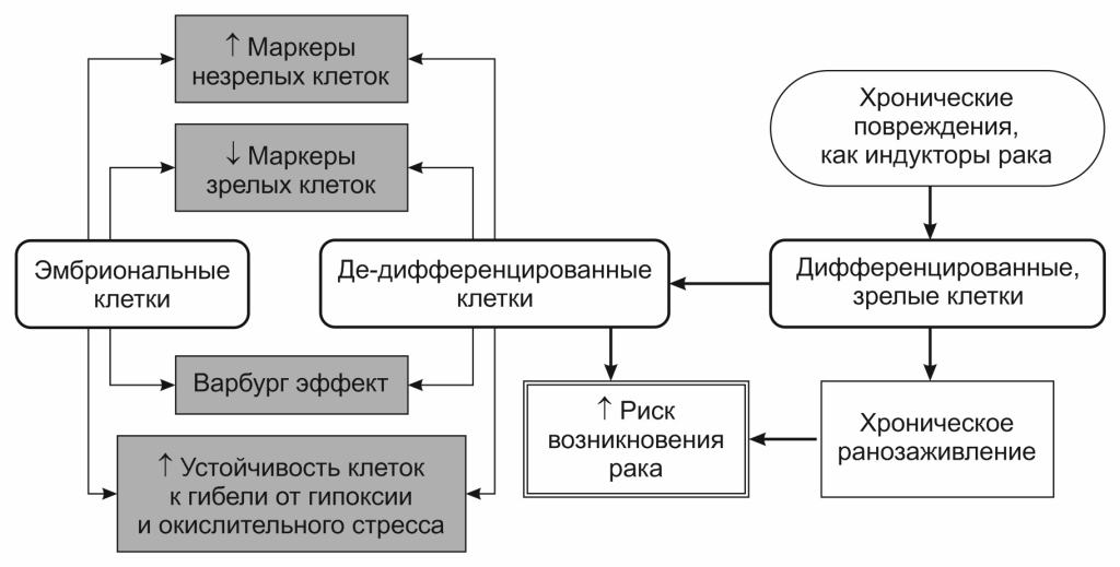 Схема, показывающая как раковый процесс можно индуцировать с помощью различных повреждающих воздействий, вызванных хроническим действием канцерогенов, радиаций, УФ-светом, бактериальными и вирусными инфекциями