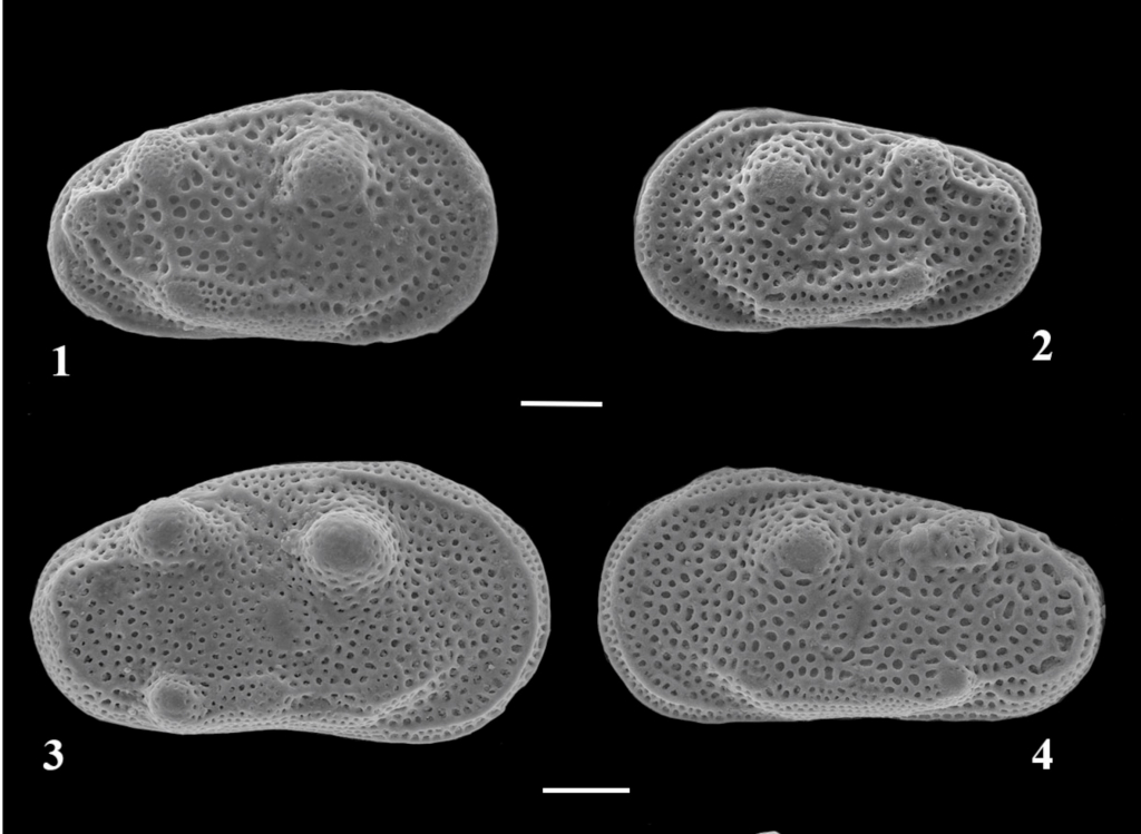 Остракоды Cluthia cluthae: 1 — самка, 2 — самец; Остракоды Cluthia horni: 3 — самка и 4 — самец