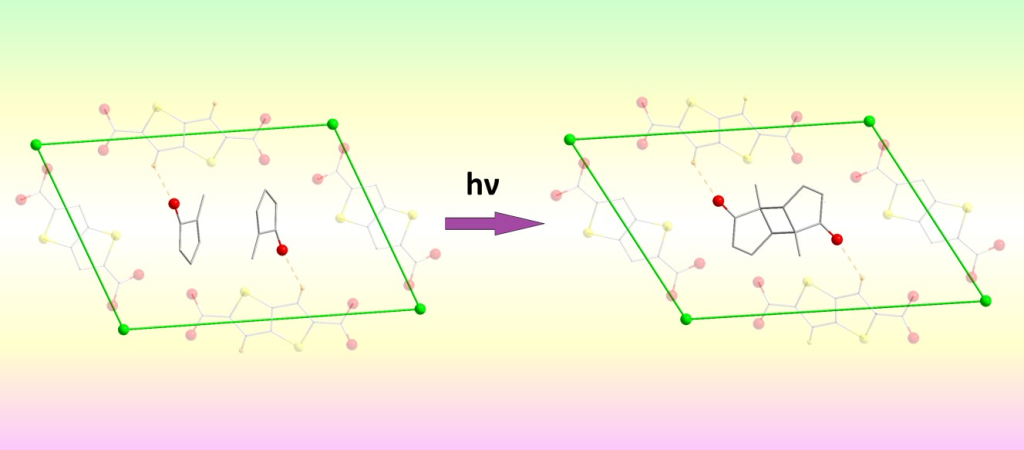 Позиции двух молекул 2-метил-2-циклопентен-1-она до облучения (слева) и его димера (диастереомер вида «анти- голова-к-хвосту», справа) после облучения. Позиции гостевых молекул и ориентация реагента стабилизированы в апертуре каркаса-хозяина водородными связями CHttdc…Oкетон (оранжевая пунктирная линия). Данные РСА монокристаллов. 