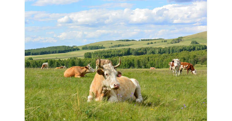 Роль и влияние обмена микроэлементов на здоровье и процесс вынашивания телят у крупного рогатого скота в условиях региона Нижней Волги