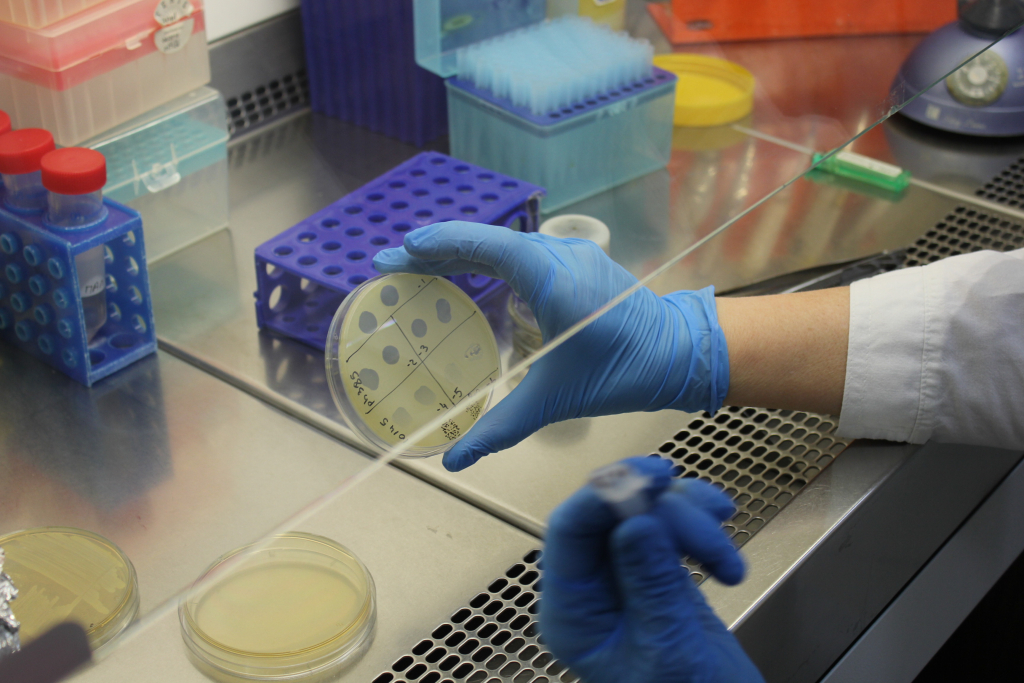 Обнаружен бактериофаг, разрушающий бактерию Klebsiella pneumoniae, которая вызывает пневмонию, менингит и сепсис