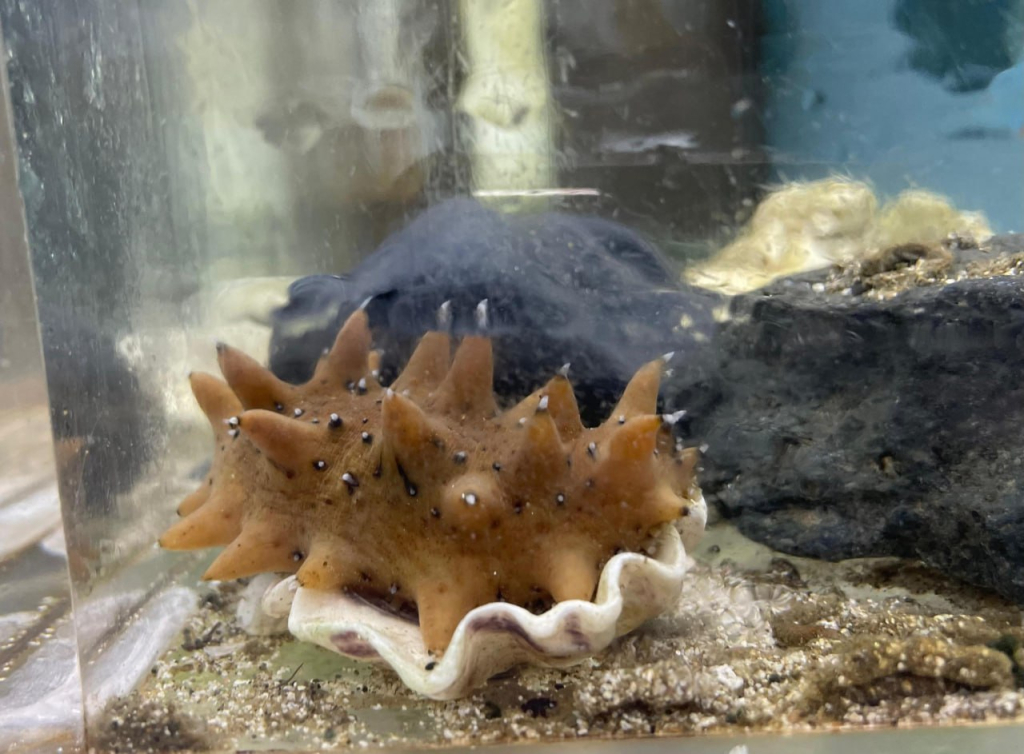  Изучено влияние добавления микроводорослей в диету трепанга на профиль мембранных липидов 