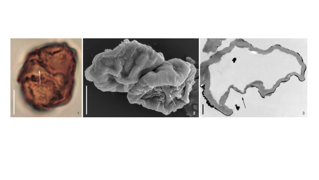 Исследовано цветковое растение с уникальной пыльцой из раннего мела Португалии