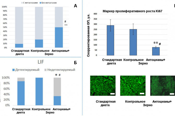 Противоопухолевые эффекты антоциановой зерновой диеты (Антоцианы+): доля животных с метастазами (А), продукция цитокина LIF в плазме крови (Б) и пролиферация перевиваемой метастазирующей опухоли аденокарциномы лёгких Льюис (В) у испытуемых животных