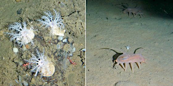 Особенности питания глубоководных голотурий в массиве Вулканологов