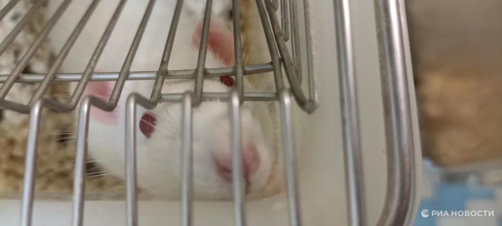Эксперименты проводят на лабораторных крысах и мышах. Они неприхотливы в содержании, быстро размножаются, их физиология и мозг похожи на человеческие. Кроме того, они очень интеллектуальны, особенно крысы, и демонстрируют сложное поведение. Лаборатория организации нейронов ИТЭБ РАН
