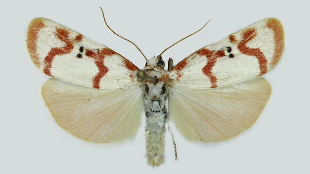 Cyana hamata