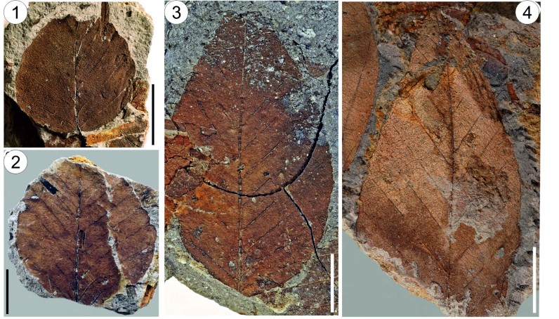 Палеоботаники изучили бук из миоцена Южного Китая
