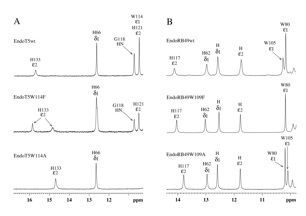 Низкопольные области ароматических частей 1H NMR спектров EndoT5(Zn2+Ca2+) и EndoRB49(Zn2+). (A) EndoT5wt и его мутанты EndoT5W114F и EndoT5W114A. (B) EndoRB49wt и его мутанты Endo RB49W109F и Endo RB49W109A