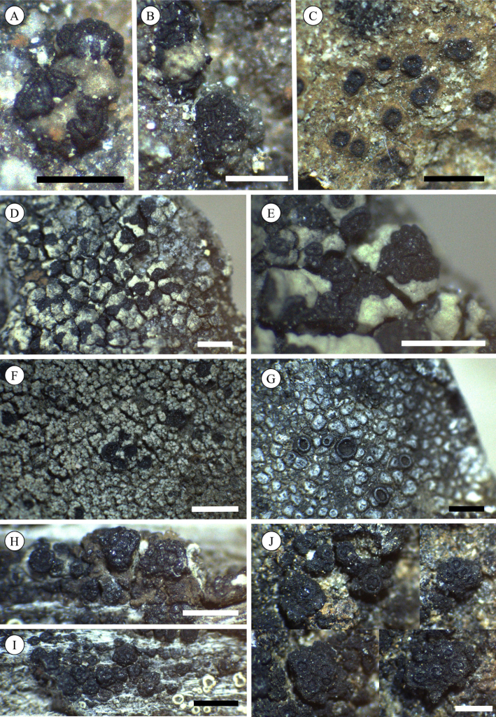 Новые и редкие виды: А, B — Arthonia granitophila, C — Ionaspis obtecta, D, E — Poeltinula interjecta, F — Sagedia simoensis, G — Sagedia zonata, H, I — Sarcogyne lapponica, J — Thelignya lignyota. Масштабная линейка: A, B — 0,6 мм, C—E, G—I — 1 мм, F — 2 мм, J — 0,7 мм