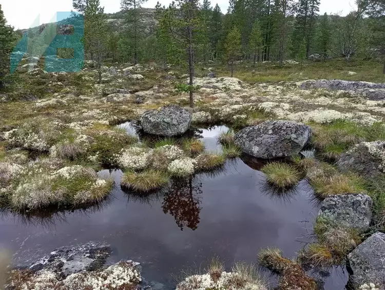 Арктическая экспедиция РАН собрала данные о влиянии карельских болот на климат