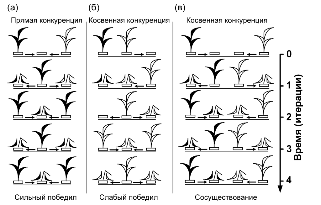 Илшлюстрация: ИТЭБ РАН Простые случаи, иллюстрирующие прямую и косвенную конкуренцию. Демонстрируются детерминированные индивидуально-ориентированные механизмы локальных взаимодействий. Одномерное поле с фиксированной границей и гексагональной окрестностью. Стрелки обозначают потенциальные направления размножения индивидов на следующей итерации. (а) Конкурентное исключение слабого вида 2 в результате прямого конфликта за свободное микроместообитание. (б) Инвертированное конкурентное исключение сильного вида 1, когда слабый вид 2 побеждает в результате косвенной эксплуатационной конкуренции. (в) Сосуществование обоих конкурирующих видов
