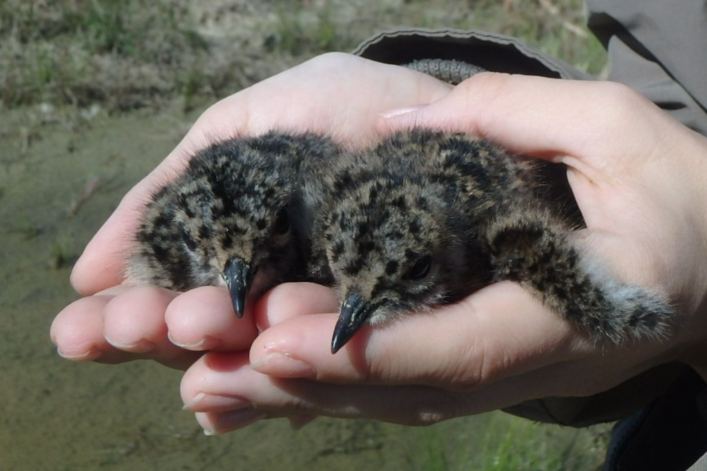 Птенцы чибиса (Vanellus vanellus)