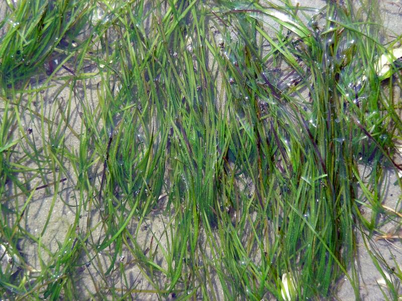Оценка фотосинтетической активности водорослей помогает понимать функционирование прибрежных экосистем морей и океанов