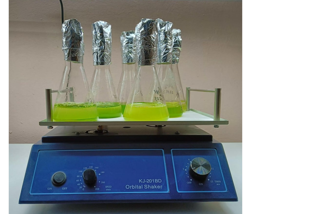 Новые штаммы микроводоросли Bracteacoccus minor станут перспективным источником антиоксидантов