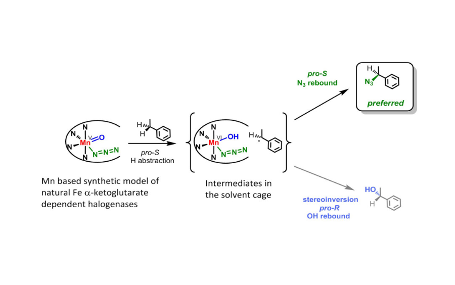 Разработаны биомиметические катализаторы асимметрического азидирования алифатических C-H групп