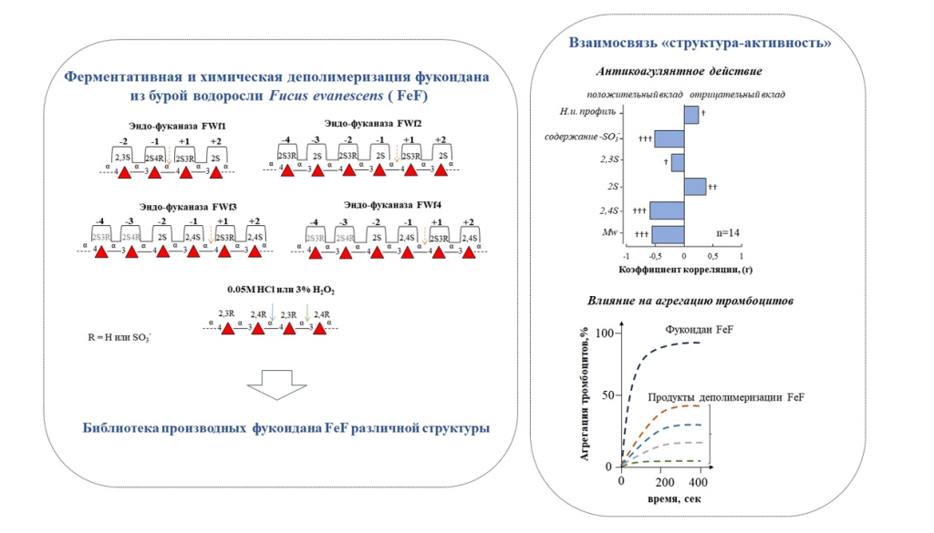  Безопасный антикоагулянт из водорослей может стать альтернативой гепарину