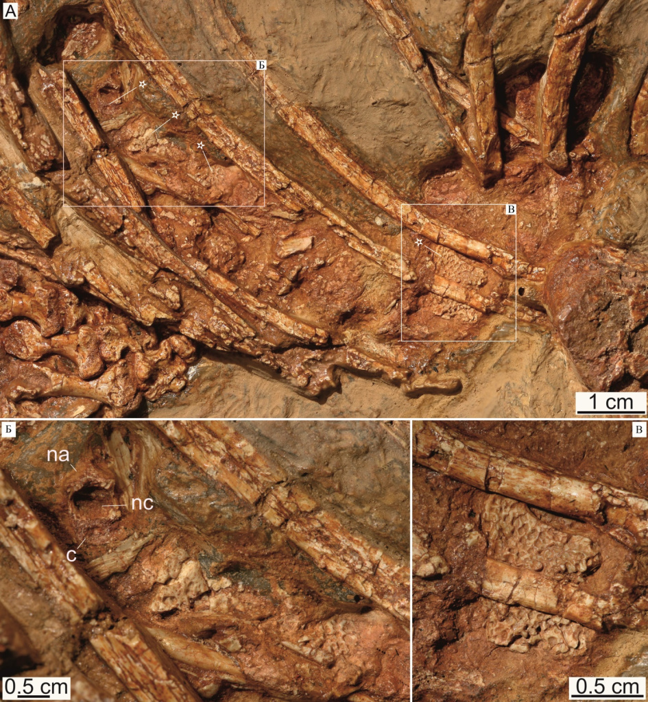 Заполнение брюшной полости Viatkosuchus sumini Tatarinov, 1995: А — общий вид; Б — фрагменты черепных костей с ямчатой скульптурой и передний шейный позвонок (вид спереди) Emeroleter levis Ivachnenko, 1997 (отмечены звездочками); В — изолированная правая надвисочная кость E. levis. Обозначения элементов позвонка: с — центр, na — невральная дуга, nс — невральный канал