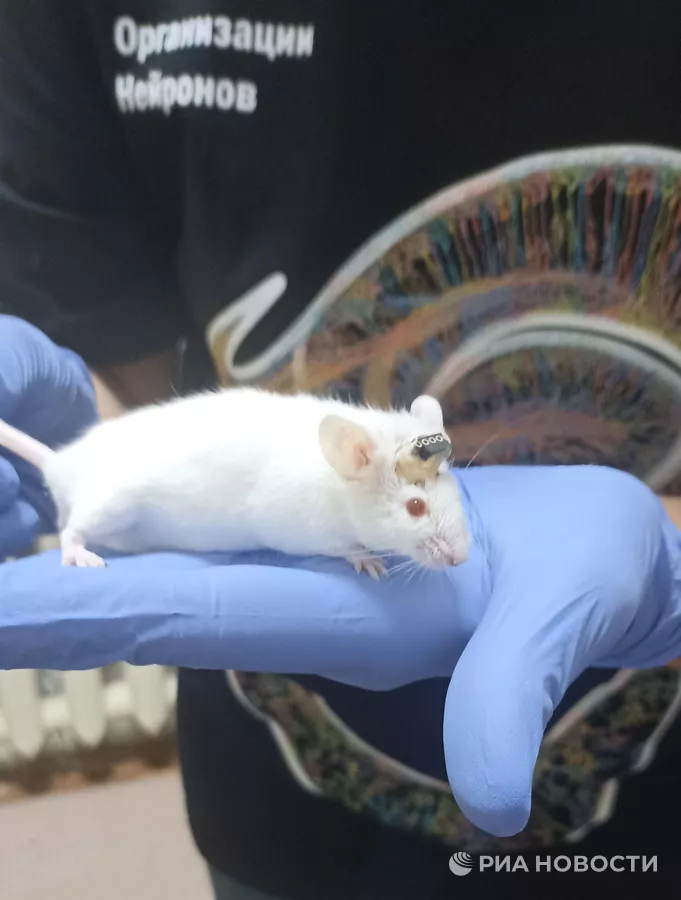 Изучение гиппокампа крысы. Животное с вживленным электродом, который позволяет регистрировать активность нейронов