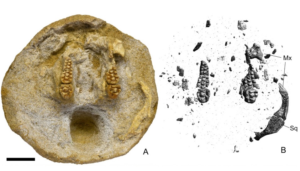  Бугинбаатар из позднего мела Монголии: родоначальник самых крупных многобугорчатых млекопитающих