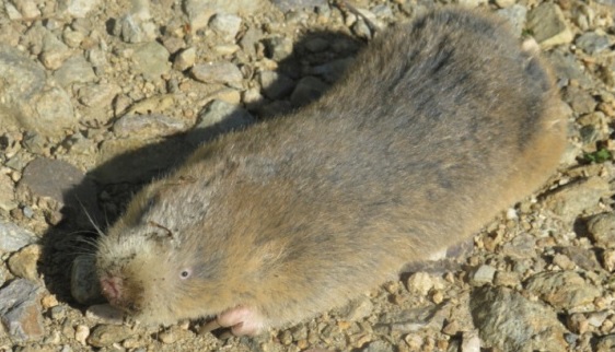  Азиатские грызуны из плейстоцена Европейской России оказались не эндемиками