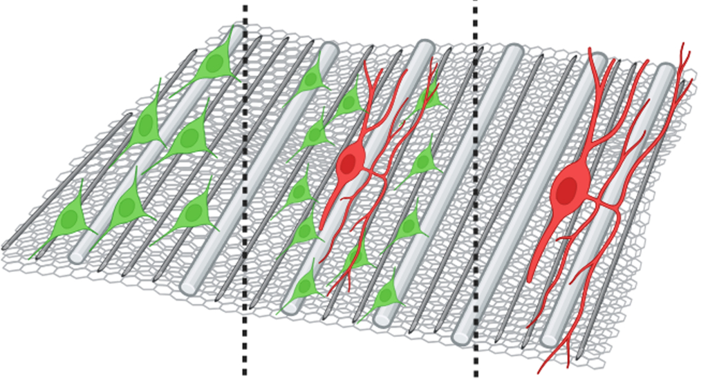 Ультраструктура композитного наноматериала способствует пролиферации шванновских клеток (зелёные) а также направляет рост аксонов (красные)