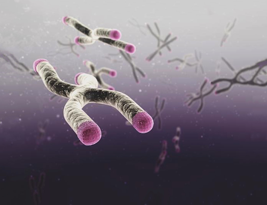  «Колпачки» на хромосомах насекомых помогут понять механизмы старения живых организмов