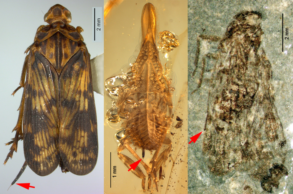 Цикадки Ananke axigera Emeljanov et Shcherbakov, 2025 из тропиков Борнео, Dorytocus ornithorhynchus Emeljanov et Shcherbakov, 2018 из бирманского янтаря (личинка 3-го возраста) и Fulgoridium balticum (Geinitz, 1880) из нижней юры Германии; стрелки указывают на вершину хоботка
