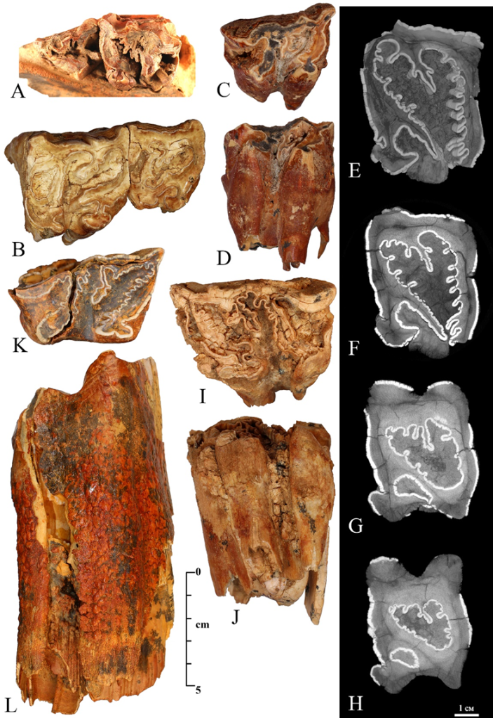 Верхнеие зубы Elasmotherium chaprovicum Shvyreva, 2004: A–D — молочные; E–L — постоянные (E–H — поперечные срезы четвертого предкоренного зуба, компьютерная томография)