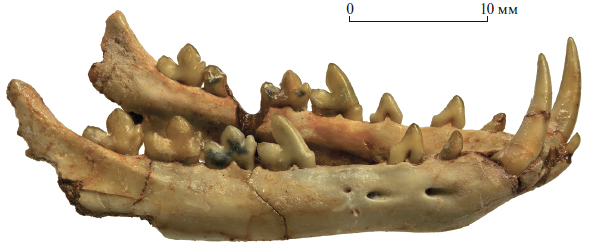 Уникальная зубная аномалия у древнего хищника
