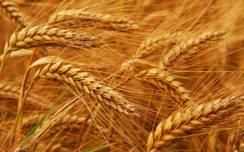 Выведен сорт пшеницы с повышенной урожайностью в нечернозёмной зоне