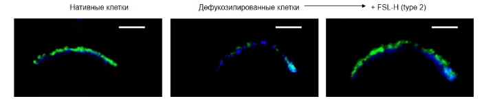 Рис. 2. Локализация H (тип 2) в клетках EA.hy 926 cells, конфокальная микроскопия. Для окрашивания мембраны использовали реагент DPH (1,6-дифенилгексатриен, синий цвет)), который накапливается и флуоресцирует только в гидрофобной среде. Н-гликан выявляли с помощью биотинилированного лектина UEA I и конъюгата стрептавидина с FITC (зеленый цвет). Масштаб=5 мкм.